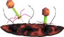 T4 ��������' (����� ����� �������)