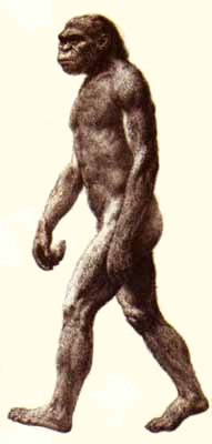Homo Erectus
